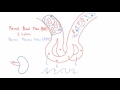 Renal Blood Flow (RBF) and Renal Plasma Flow (RPF)