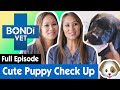 🐶 Puppy's First Bondi Vet Check Up | S09E10 | Bondi Vet