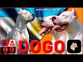 EL MAJESTUOSO DOGO ARGENTINO | Historia y características del dogo argentino | EADD CHANNEL