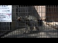 羽村市動物公園　シマハイエナの交尾