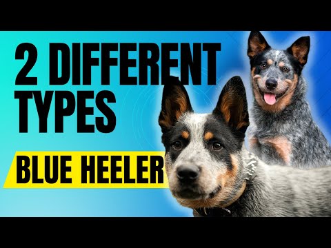 Vidéo: À quoi ressemble un Blue Heeler?