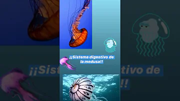 ¿Cuál es el tipo de Nutricion de la medusa?