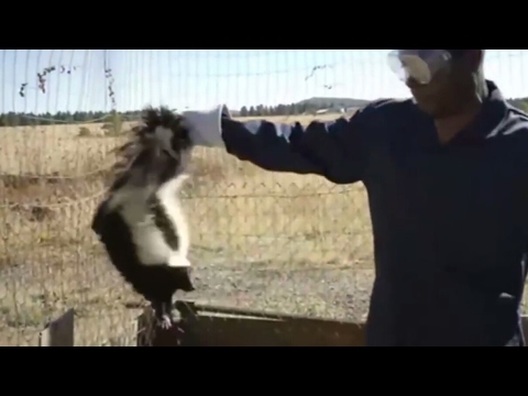 Video: Wie man einen Skunked Dog desodoriert