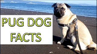 PUG DOG FACTS || DOGPETS by Dogpets 29 views 3 years ago 2 minutes, 29 seconds