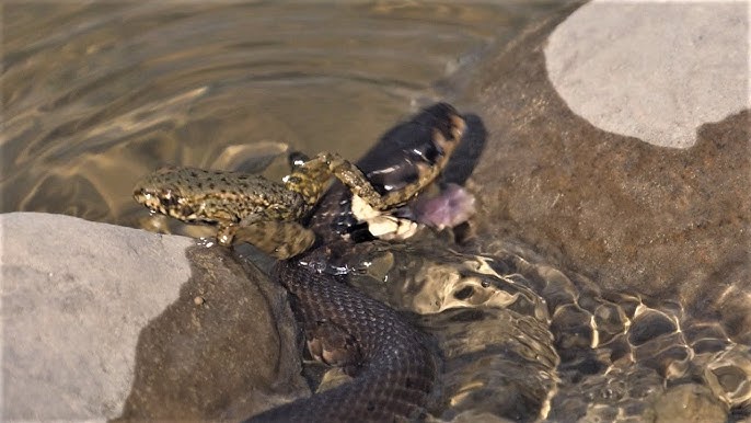 Grass Snake Playing Dead / Ringelnatter stellt sich tot 