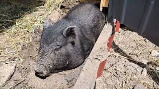 : Farm work in the yard with animals