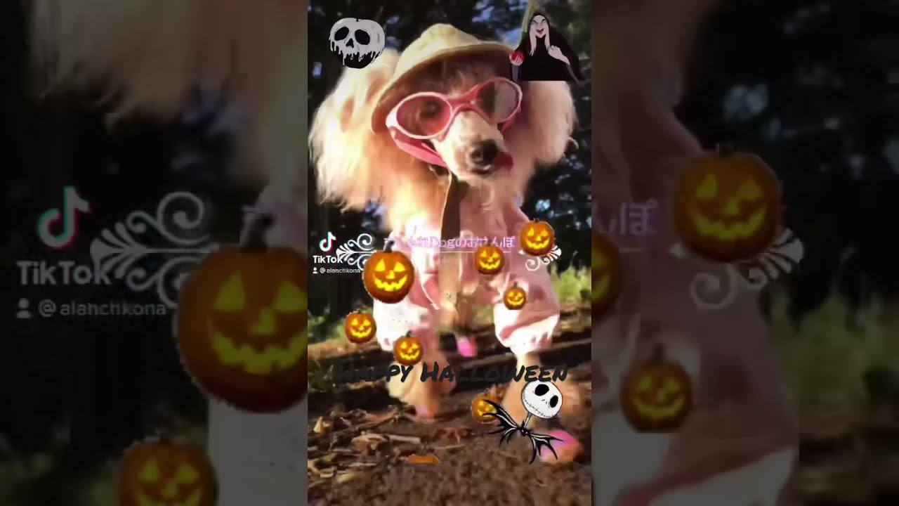おしゃれdogのおさんぽ おしゃれなわんこhappyhalloween 保護犬トイプードル Poodle 保護犬 犬 Shorts Youtube