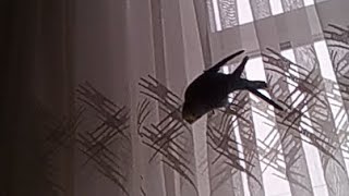 kuşumun özlem'in içine girdiği oyun