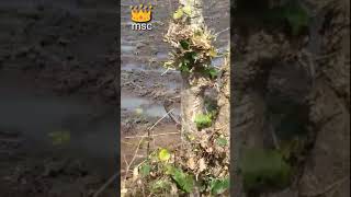 Ular Bercinta Yang Sangat Langka Yang Tidak Pernah Kalian Lihat Seumur Hidup