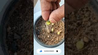 Micro Graft on Perekiopsis /Micro Grafting / #farmya #fungardening #theonepage #shorts #short Resimi