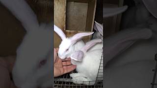 Чудесные белые великаны #bunny #rabbit  #кролики #крольчата