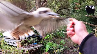 Dwarfy stole Mrs Magpies snack!! @BackyardBirdsofAustralia