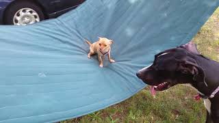 Diarrhea Chihuahua chillin in the hammock by Proud Daddy 11,583 views 3 years ago 55 seconds