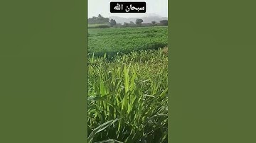 قرآن #عبدالرحمن_مسعد #اكسبلور #المصحف #عبدالرحمن_مسعد_تلاوة_جديدة #لايك #الرحمن