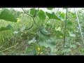 【自然農】2022年6月20日　オクラ第一回目の間引き・伏見甘長好調【natural farming】