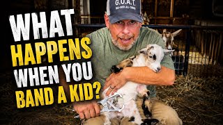 Banding your billy goat kid. What exactly happens