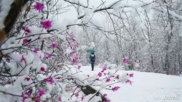 سورة الشمس بصوت الشيخ عبدالرحمن السديس Surah Al-shams by Abdul Rahman Al-Sudais