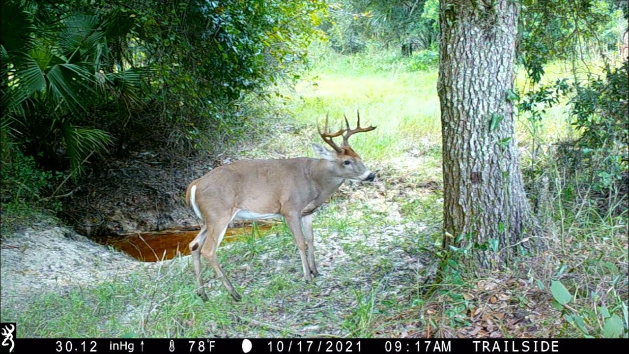 110 SW Florida WMA Public Land bucks starting to chase the doe YouTube