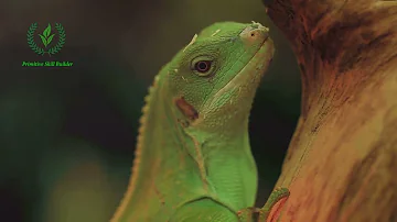 100 STUNNING California Reptiles You Won't Believe Exist