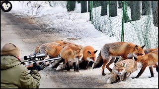 Incredible ! Millions Of Red Foxes And Wild Boars Invaded The City Deal With By Farmers