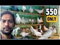 Aa pets kurla  high flying pigeons in mumbai india