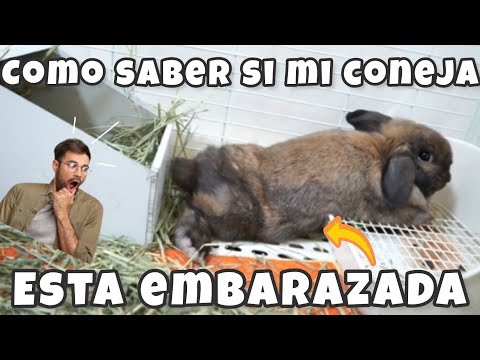 COMO SABER SI LA CONEJA ESTA EMBARAZADA? 🐰🤔 6 síntomas EFECTIVO 👌