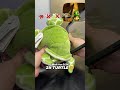 Turtle Evolution... 🐢