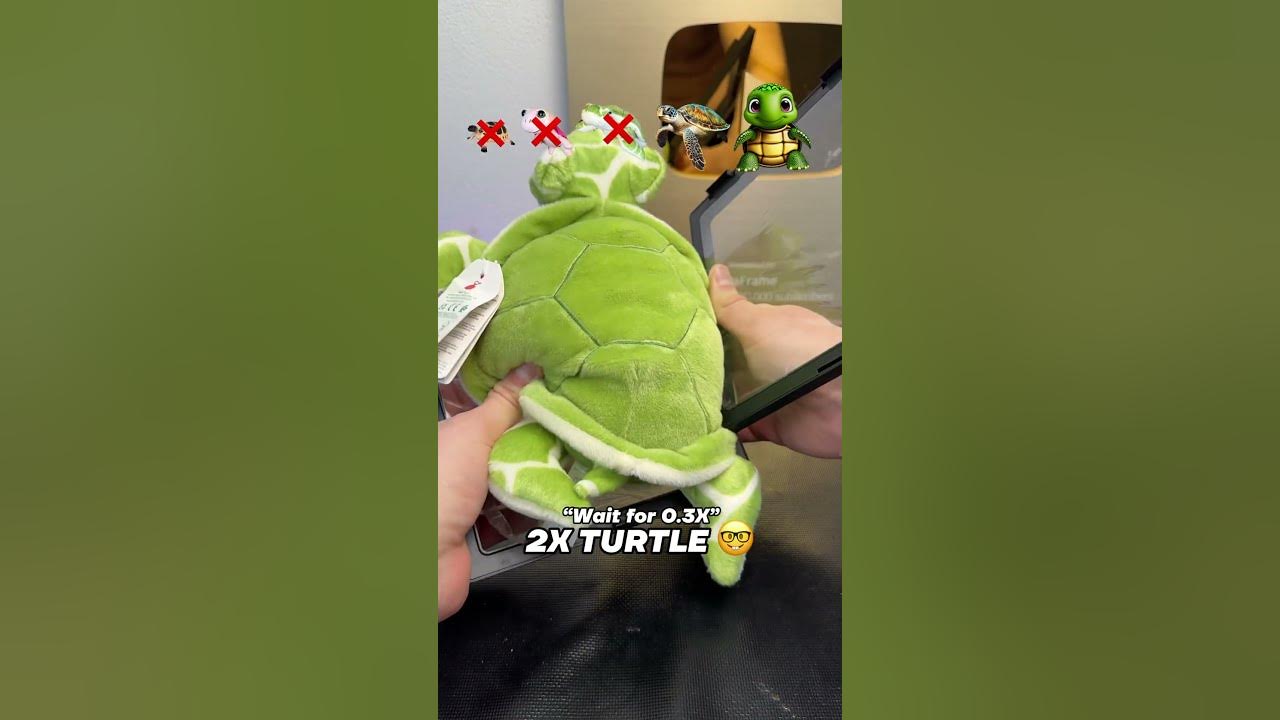 Turtle Evolution… 🐢