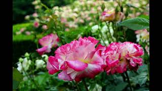 Richard Clayderman - Ballade Pour Adeline (아드린느를 위한 발라드)
