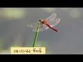 赤とんぼ