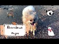 моя собачья жизнь! my dog's life!