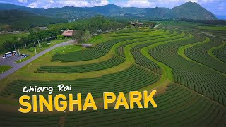 SINGHA PARK I  FREE DOWNLOAD DRONE SHOT I CHIANG RAI THAILAND