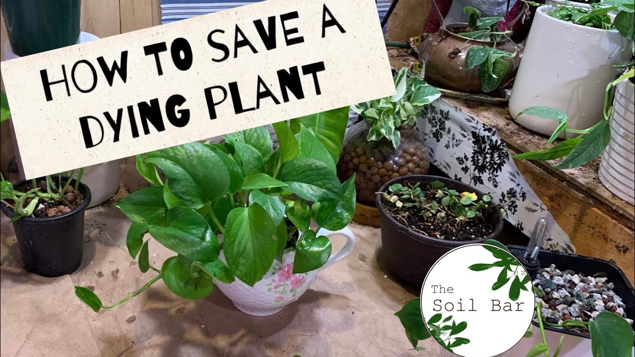 Do this before you give up on a house plant! How to rescue a dying ...