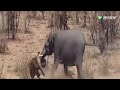 大象遭野牛挑衅后被激怒，用象牙将野牛刺穿而死