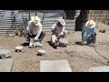 Bajo los intensos rayos del sol elaboran  molcajetes y metates| Tío Rey, Tío Chico y Tío Crescencio.