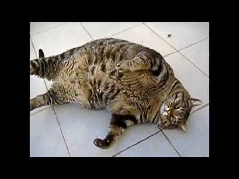 fat-cats!-----cat-compilation