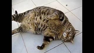 Fat Cats! --- CAT COMPILATION