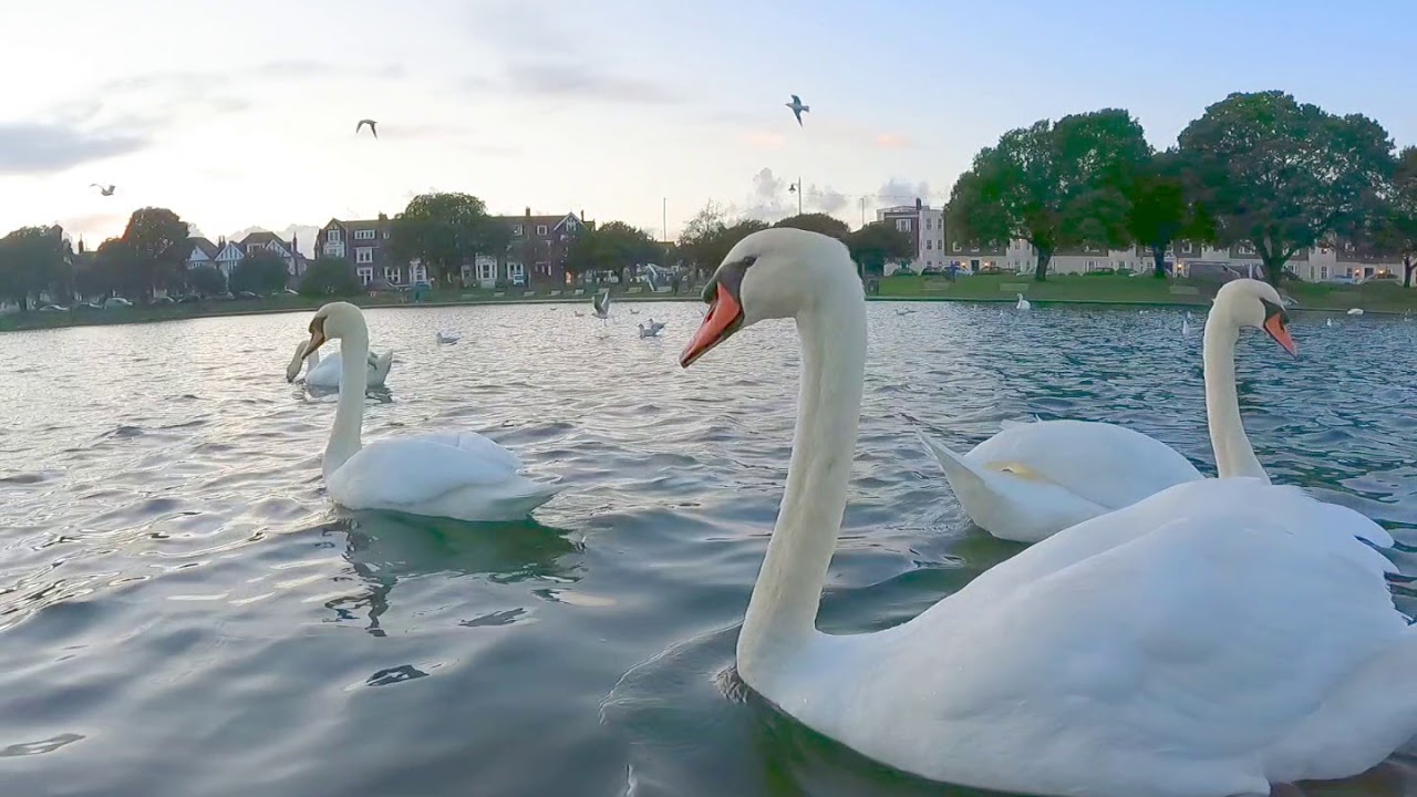 🦢 Canoe Lake Southsea YouTube