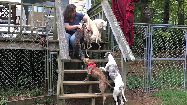 Jill Baum the Whippet whisperer