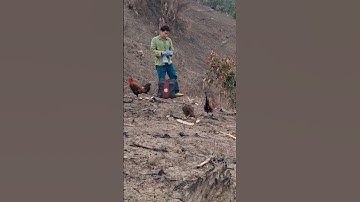 gà mái gọi trống thi chạy bộ cực hay. poj qaib xeev lau dhia ceev tiag tiag