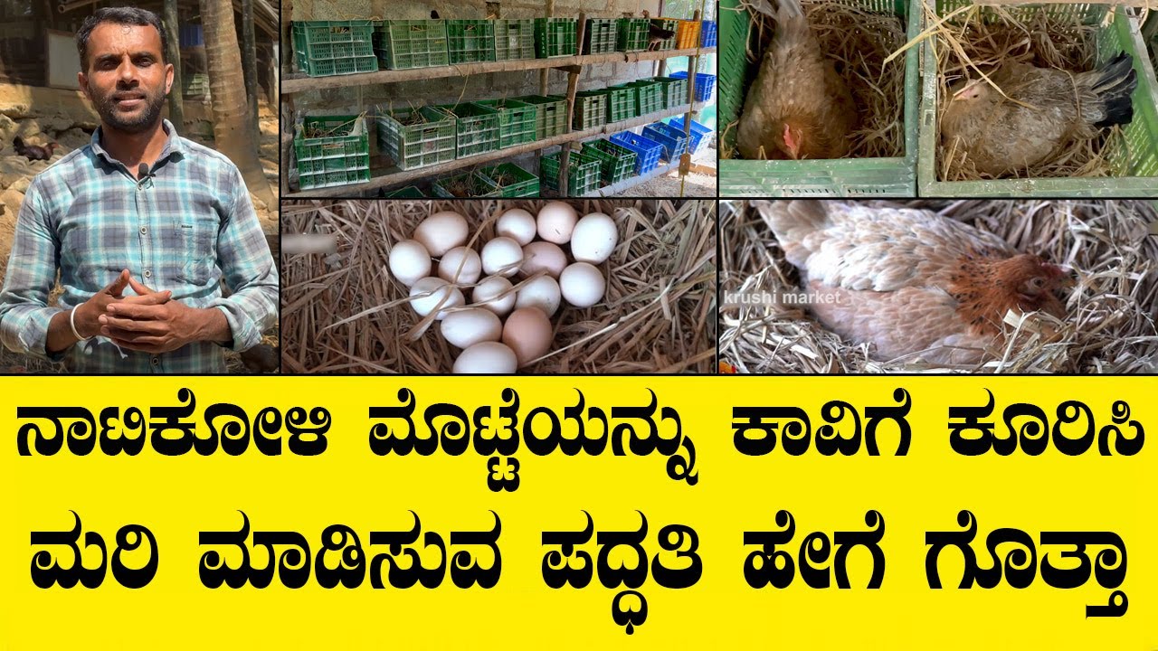 ನಾಟಿ ಕೋಳಿ ಸ್ಪೆಷಲಿಸ್ಟ್ ಮಂಜುನಾಥ್ ರವರಿಂದ ಕೋಳಿ ಕಾವಿಗೆ ಕೂರಿಸುವ ಬಗ್ಗೆ ಸಂಪೂರ್ಣ ಮಾಹಿತಿ..natikoli farm video