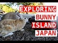 Getting to Bunny Island In Japan
