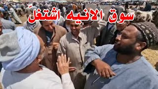 اعرف اسعار الانيه موسم الانيه ابتدي بعد ما الكل طلع اللحم اللي عنده والشاطر اللي يغتنم الفرصه السوق