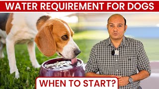 Water Requirement for Dogs - When to Start ? by Dogs Your Friends Forever 8,409 views 8 months ago 5 minutes, 31 seconds