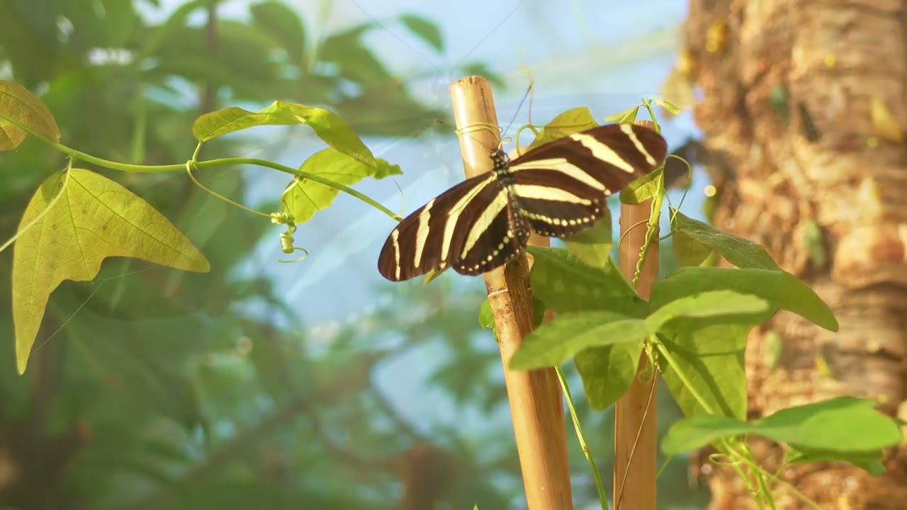  Schmetterlinge im botanischen Garten München