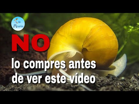 Video: Los legisladores de Nuevo México consideran el impuesto a los alimentos para mascotas por los programas de castración y castración