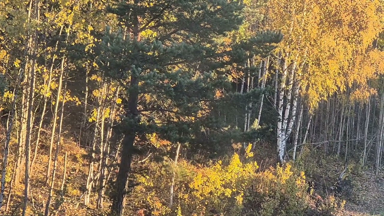 Fall in the Forest | Sweden | Tullinge | Stockholm | Nature Relaxation HD 1080P | NiVanta Films