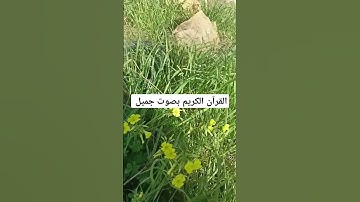 القرآن الكريم بصوت جميل #عبدالرحمن_مسعد #عبدالرحمن_مسعد_تلاوة_جديدة #explore #قران_كريم #راحة_نفسية