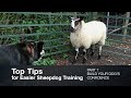 Top tips for sheepdog training part 7 build your dogs confidence