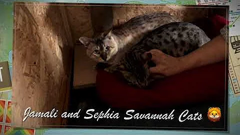 Watch the video about King Jamali (Snow Savannah Tomcat) and Queen Sephia (Brown Spotted Tabby Savannah Cat) lazy morning😻